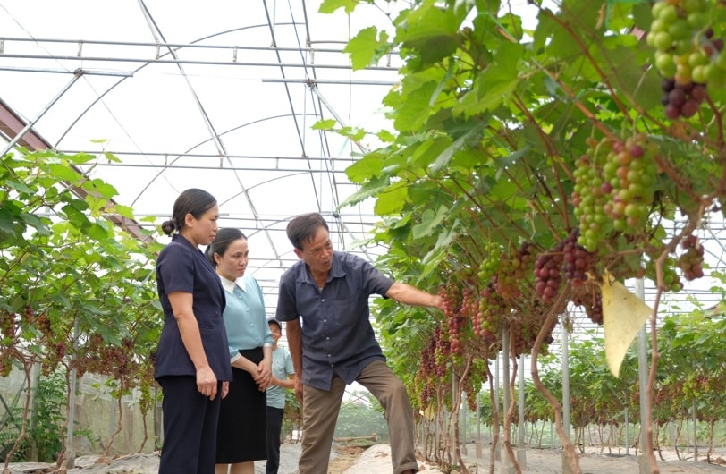 Hanói promueve modelos agrícolas ecológicos