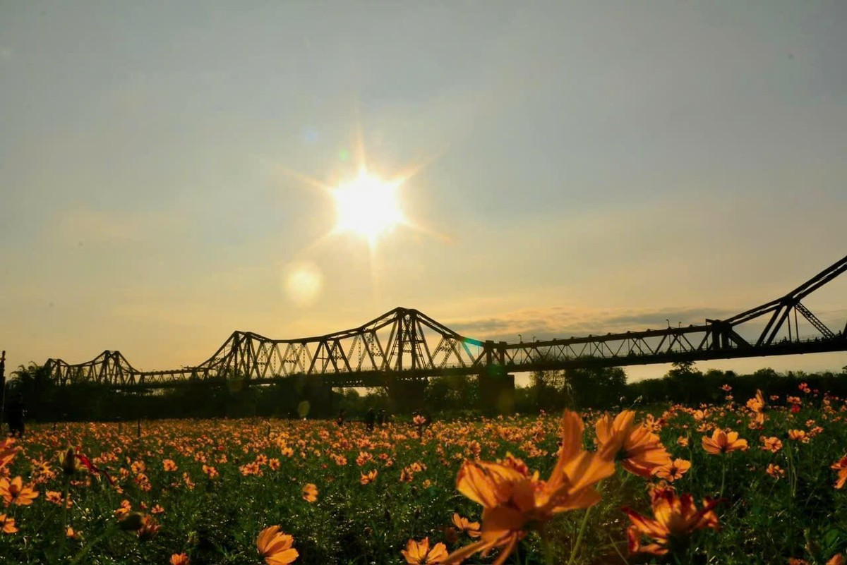 Impresionantes campos de flores de cosmos amarillo bajo el puente Long Bien