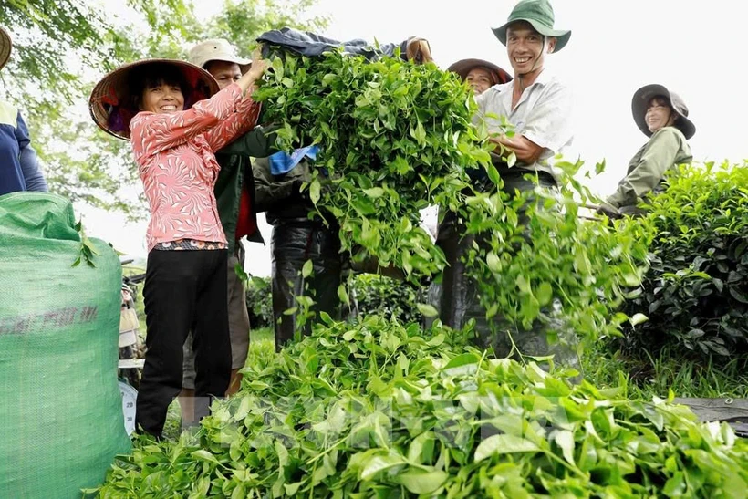 Vietnam ocupa el quinto lugar en el mundo en exportaciones de té