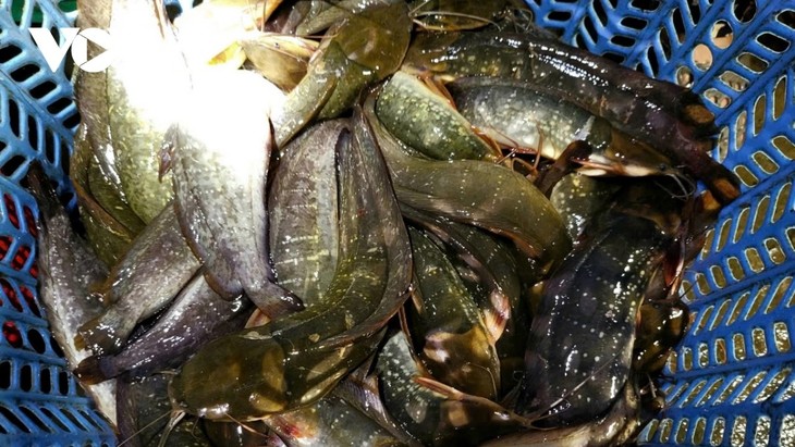 Pescadería de Hoa My en temporada de aguas crecidas