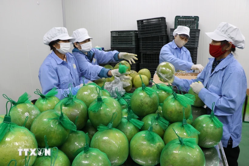 El primer lote de pomelos Hoa Binh enviado a la Unión Europea