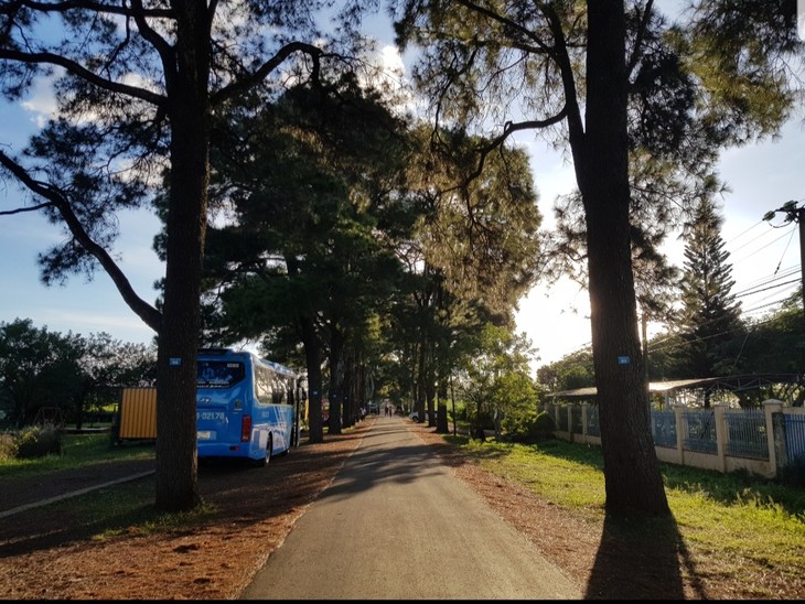 Explorar el camino de pinos centenarios en provincia de Gia Lai