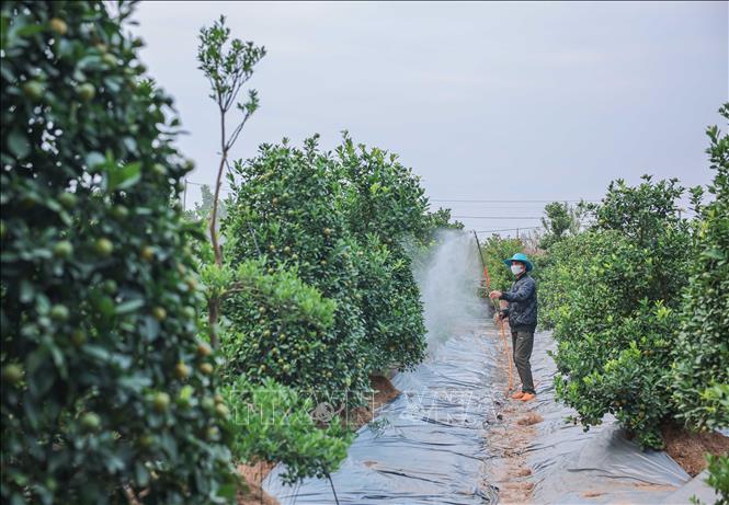 Los pueblos florales de Hanói están en plena preparación para el Tet