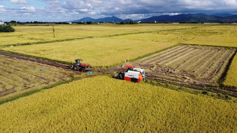 Provincia central de Vietnam se esfuerza por mejorar la calidad y la eficiencia de la producción de arroz