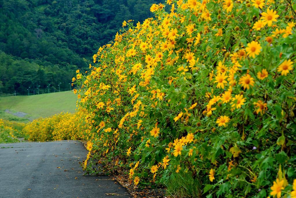 Altiplanicie Occidental de Vietnam se tiñe de amarillo en temporada de girasoles silvestres