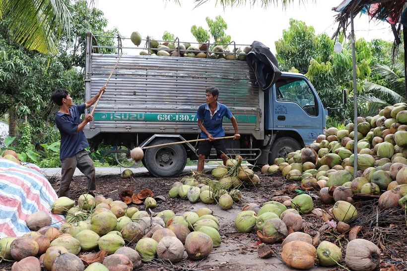 La apertura de los mercados extranjeros impulsa las exportaciones de coco